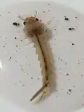 Mosquito (larvae)
