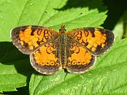 Phyciodes cocyta (northern crescent) Adult, dorsal view.