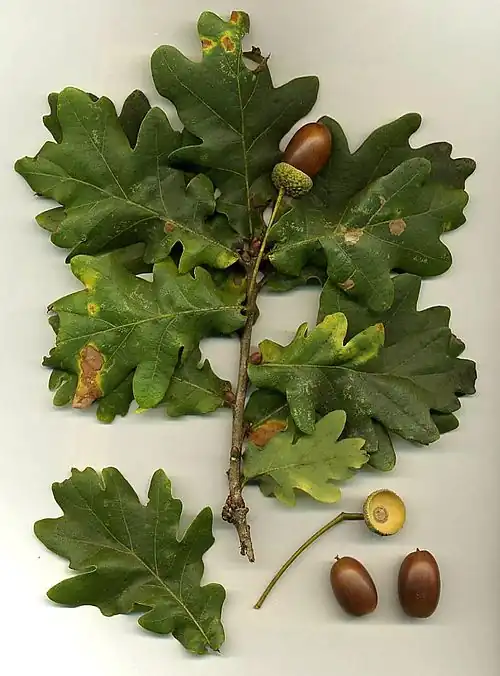 Oak Leaves