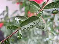 Pyracantha leaf