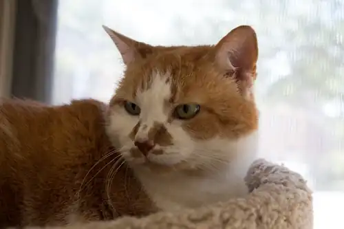 Low-compression (High quality) PNG