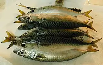 Pacific chub mackerel