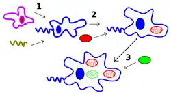Endosymbiosis Theory