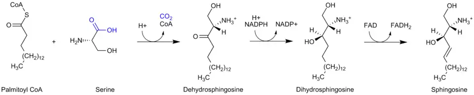 Sphingosine is synthesized from palmitoyl CoA and serine in a condensation required to yield dehydrosphingosine