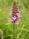 Stachys palustris