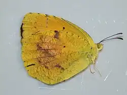 Eurema nicippe (sleepy orange) Adult, ventral view of wings.