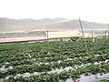 Strawberry farm in DaHu, Taiwan