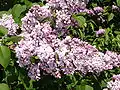 Syringa vulgaris 'Etna'