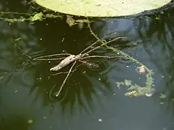 Long-jaw Orb Weaver ( Tetragnatha laboriosa )