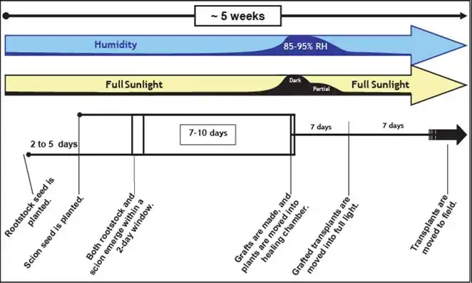 Tube Grafting Timeline (Rivard and Louws, 2006)