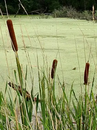 Cattail