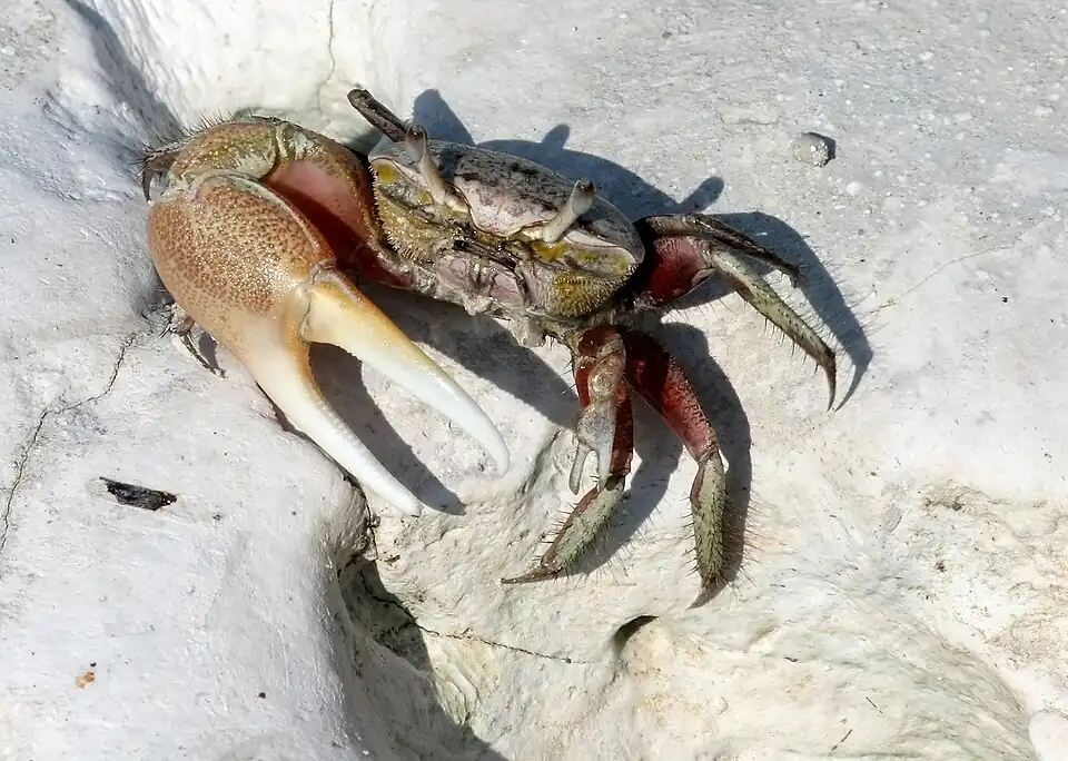 A fiddler crab with moderately sized eye stalks.
