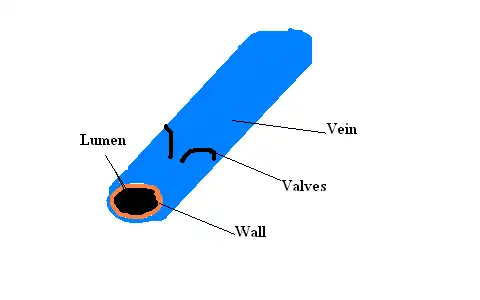 This is a very basic illustration showing what your veins look like
