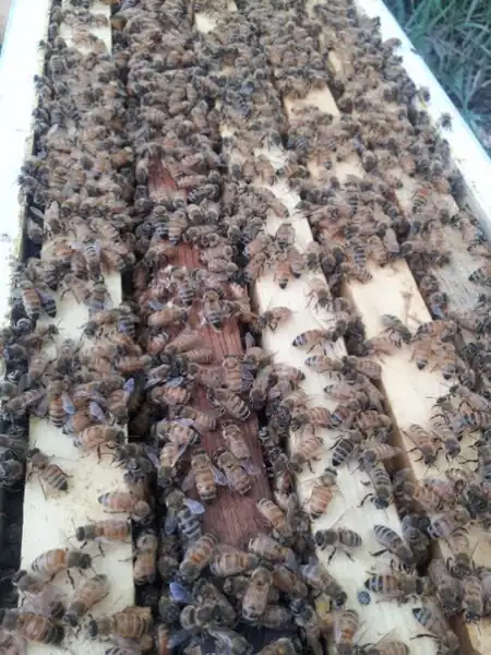 Top bars in a Warré hive