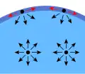 Cohesive liquids have surface tension to hold themselves into droplets.