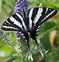 Zebra Swallowtail